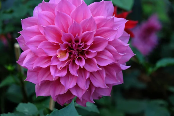 Vacker rosa dahlia färsk blomma blommar i trädgården — Stockfoto