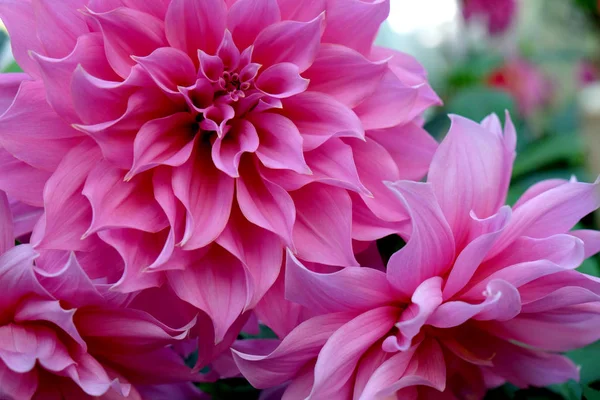 Beautiful pink dahlia fresh flower blossoming in the garden