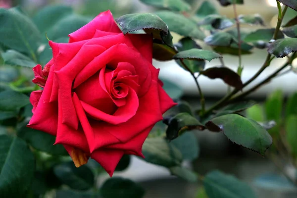 Frische rote Rosen blühen im Garten — Stockfoto