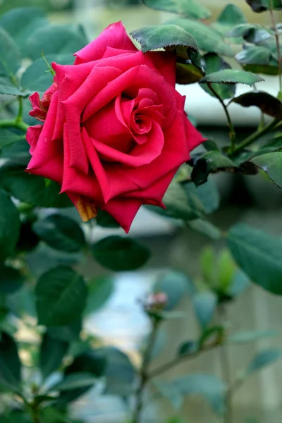Rosas vermelhas frescas flor florescendo no jardim — Fotografia de Stock