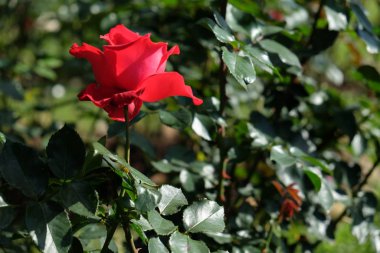 Bahçede açan taze kırmızı güller.