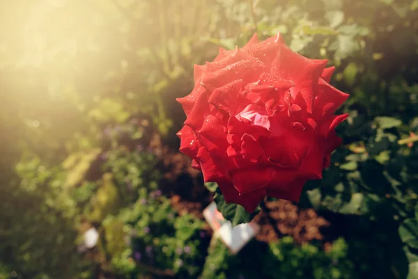 Flores de rosas rojas frescas floreciendo en el jardín — Foto de Stock