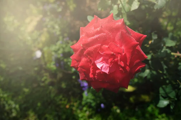 Frische rote Rosen blühen im Garten — Stockfoto