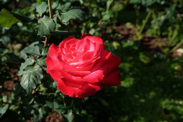 Flores de rosas rojas frescas floreciendo en el jardín — Foto de Stock