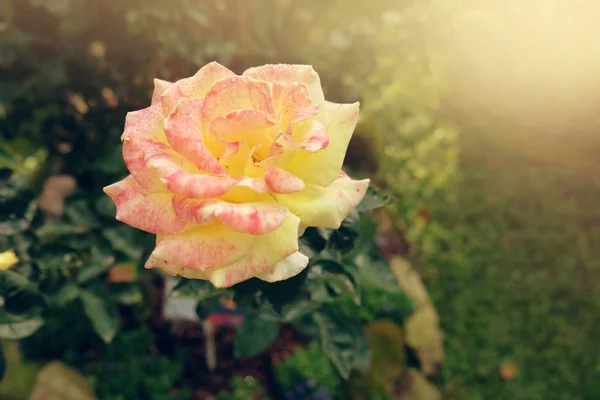 Rosas frescas flor florescendo no jardim — Fotografia de Stock