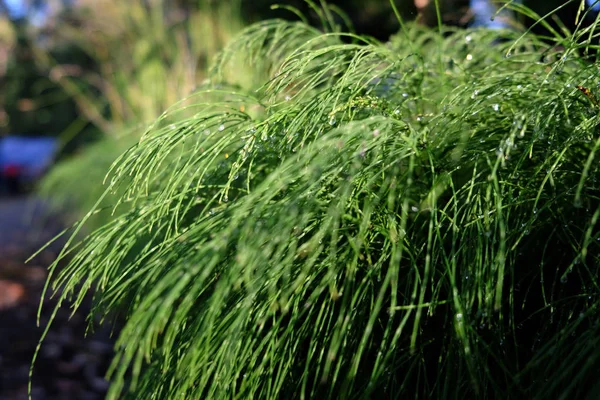 Folha verde nos fundos verdes, Fundo de folhas verdes , — Fotografia de Stock