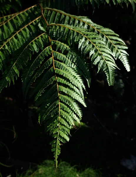 Tropik Yeşil Yapraklar. Doğa arkaplanı — Stok fotoğraf