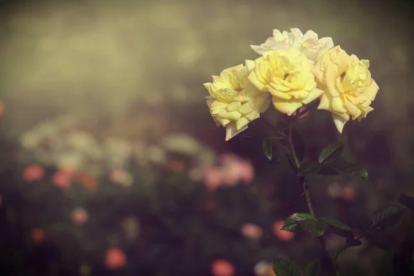 Frische Rosen blühen im Garten — Stockfoto