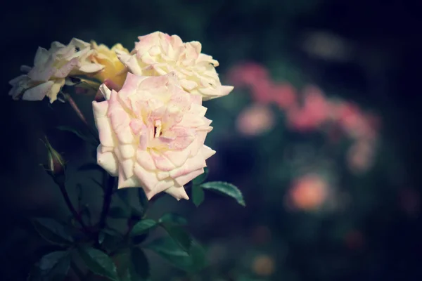 Rosa fresco flores de rosas florescendo no jardim — Fotografia de Stock