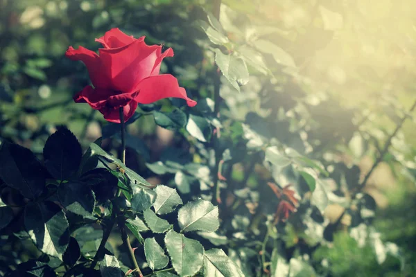 Frische rote Rosen blühen im Garten — Stockfoto