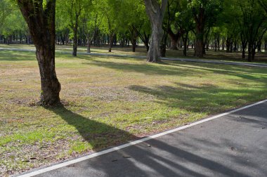 Asfalt yol orman doğal yeşil