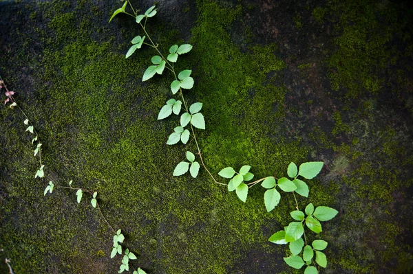 Belle mousse verte dans la forêt, fond — Photo