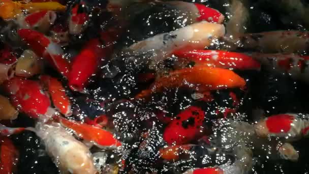 Karpfenfische, Koi-Karpfen. Hunderte fantasievolle Karpfen-Koi-Fische im Pool. Schöne Wassertiere in Asien und Japan — Stockvideo