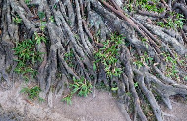Büyük ağaç kökü. Genişletilmiş derin kökler.