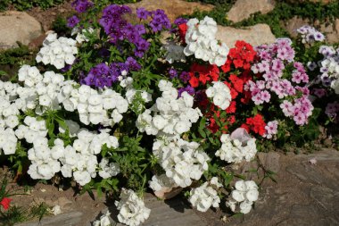 Güzel çiçek doğası arka planı. Bahçede çiçek açıyor.