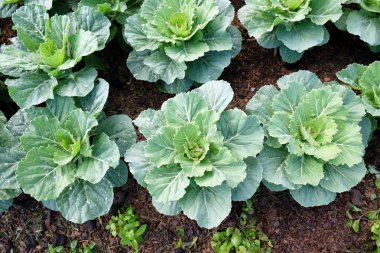 organik sebze bahçesi, gelecekteki güvenli gıda tarımı