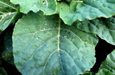 organik sebze bahçesi, gelecekteki güvenli gıda tarımı