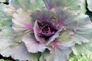 organik sebze bahçesi, gelecekteki güvenli gıda tarımı