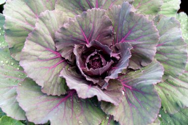 organik sebze bahçesi, gelecekteki güvenli gıda tarımı