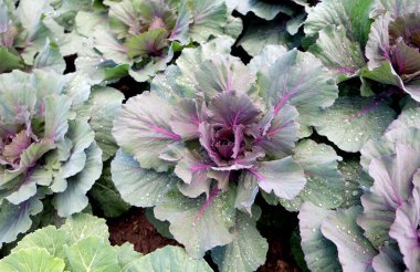 organik sebze bahçesi, gelecekteki güvenli gıda tarımı