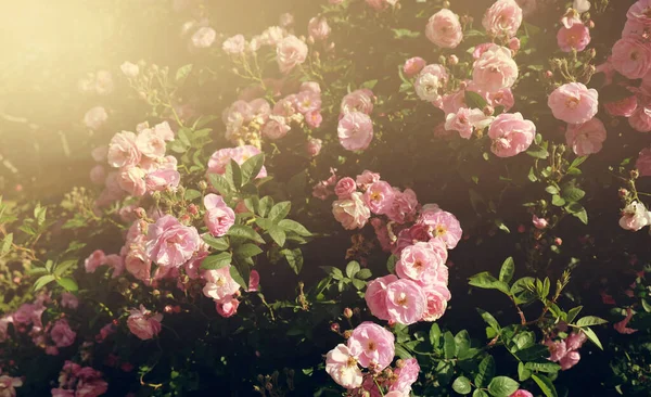 Hermoso Fondo Naturaleza Flor Floreciendo Jardín — Foto de Stock