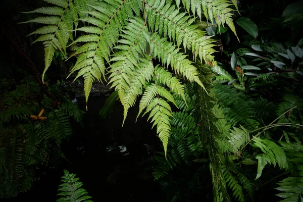Tropik Yeşil Yapraklar Doğa Arkaplanı — Stok fotoğraf