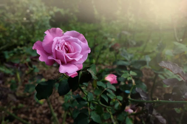 Frische Rosa Rosen Blühen Garten — Stockfoto