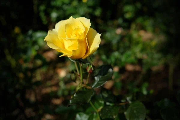 Frische Gelbe Rosen Blühen Garten — Stockfoto