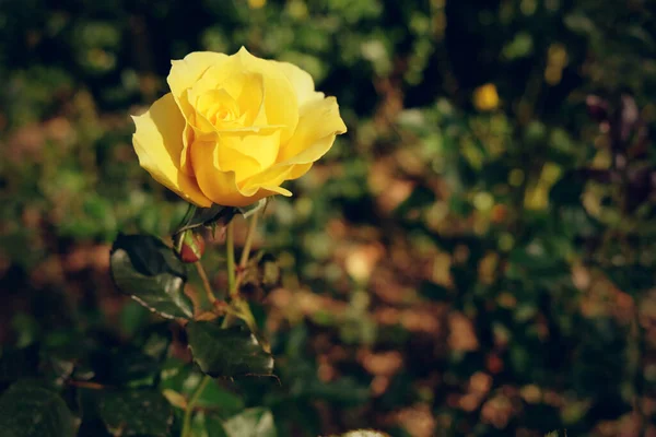 Flores Frescas Rosas Amarelas Florescendo Jardim — Fotografia de Stock