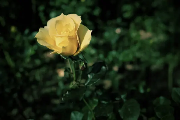 Frische Gelbe Rosen Blühen Garten — Stockfoto