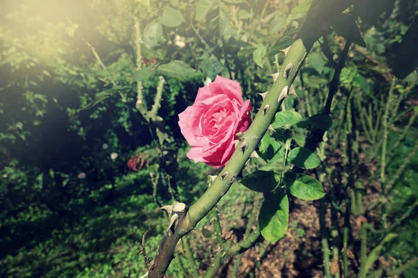 Rose Rosa Fresche Fiore Fioritura Giardino — Foto Stock