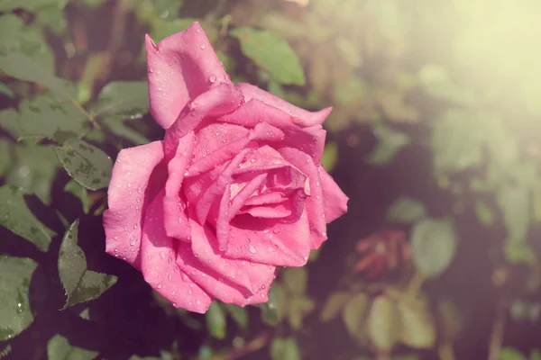 Fresh Pink Roses Flower Blossoming Garden — Stock Photo, Image