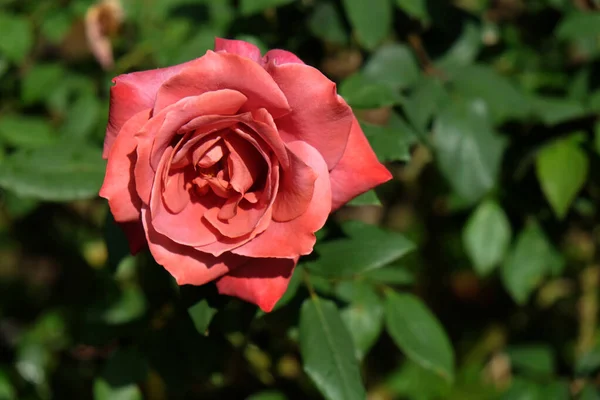 Rosas Vermelhas Frescas Flor Florescendo Jardim — Fotografia de Stock