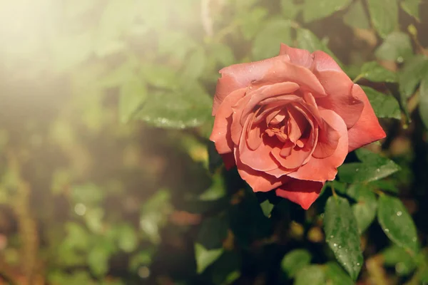 Frische Rote Rosen Blühen Garten — Stockfoto