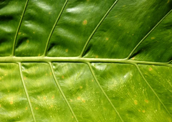 Тропічні Зелені Листки Походження Природи — стокове фото