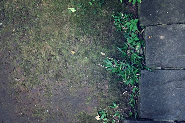 緑豊かな屋外庭園の自然林への階段 — ストック写真