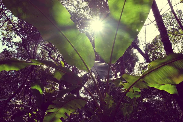 Tropical Green Leaves Fondo Naturaleza — Foto de Stock