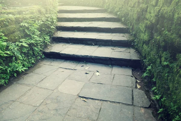 Escalera Hacia Bosque Natural Jardín Verde Aire Libre — Foto de Stock