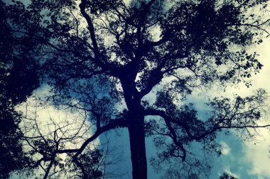 Orman, çam ormanı, güneş ışığı, günbatımı, güneş ışığı içinde ağaçlar