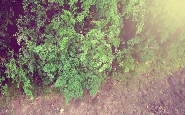 Tropik Yeşil Yapraklar. Doğa arkaplanı