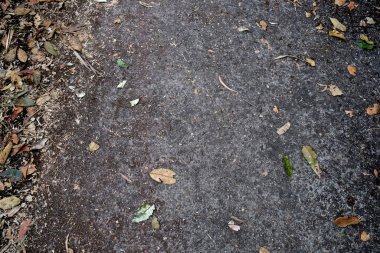 Kahverengi orman arka planında düşen yapraklar kuru.