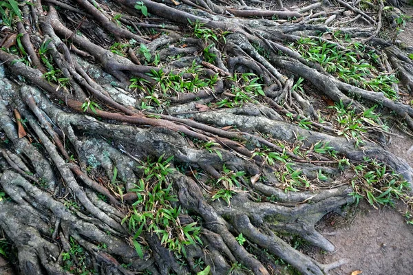 Big tree root. Expanded deep roots.