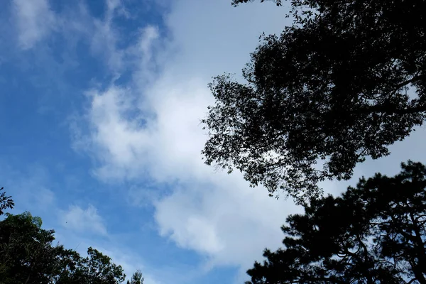 Träd Skogen Tallskog Solljus Solnedgång Solsken — Stockfoto