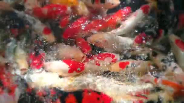 Poisson carpe Nage colorée de fantaisie, carpes koï. Des centaines de poissons koi carpe fantaisie dans la piscine. Bel animal aquatique en Asie et au Japon — Video