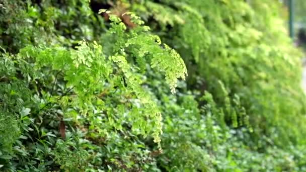 Spring nature, green bushes and grass, moved by a weak gust of wind — Stock Video