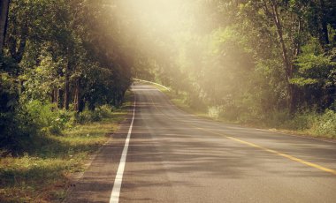 Ormanda asfalt yol, açgözlülük doğal arka plan