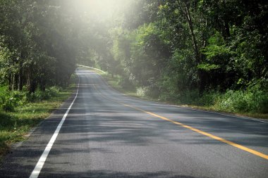 Ormanda asfalt yol, açgözlülük doğal arka plan