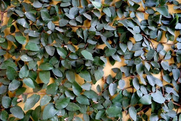 Grön Ficus Pumila Klättring Hus Och Fönster — Stockfoto