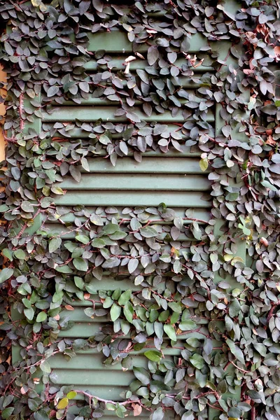 Green Ficus Pumila Climbing House Windows — Stock Photo, Image