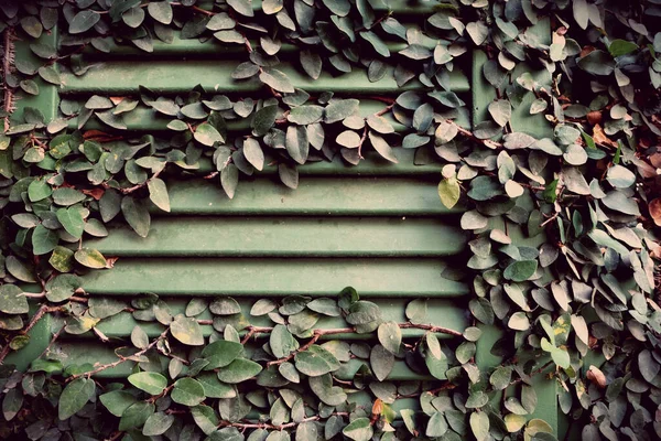 Zielony Ficus Pumila Wspinaczce Dom Okna — Zdjęcie stockowe